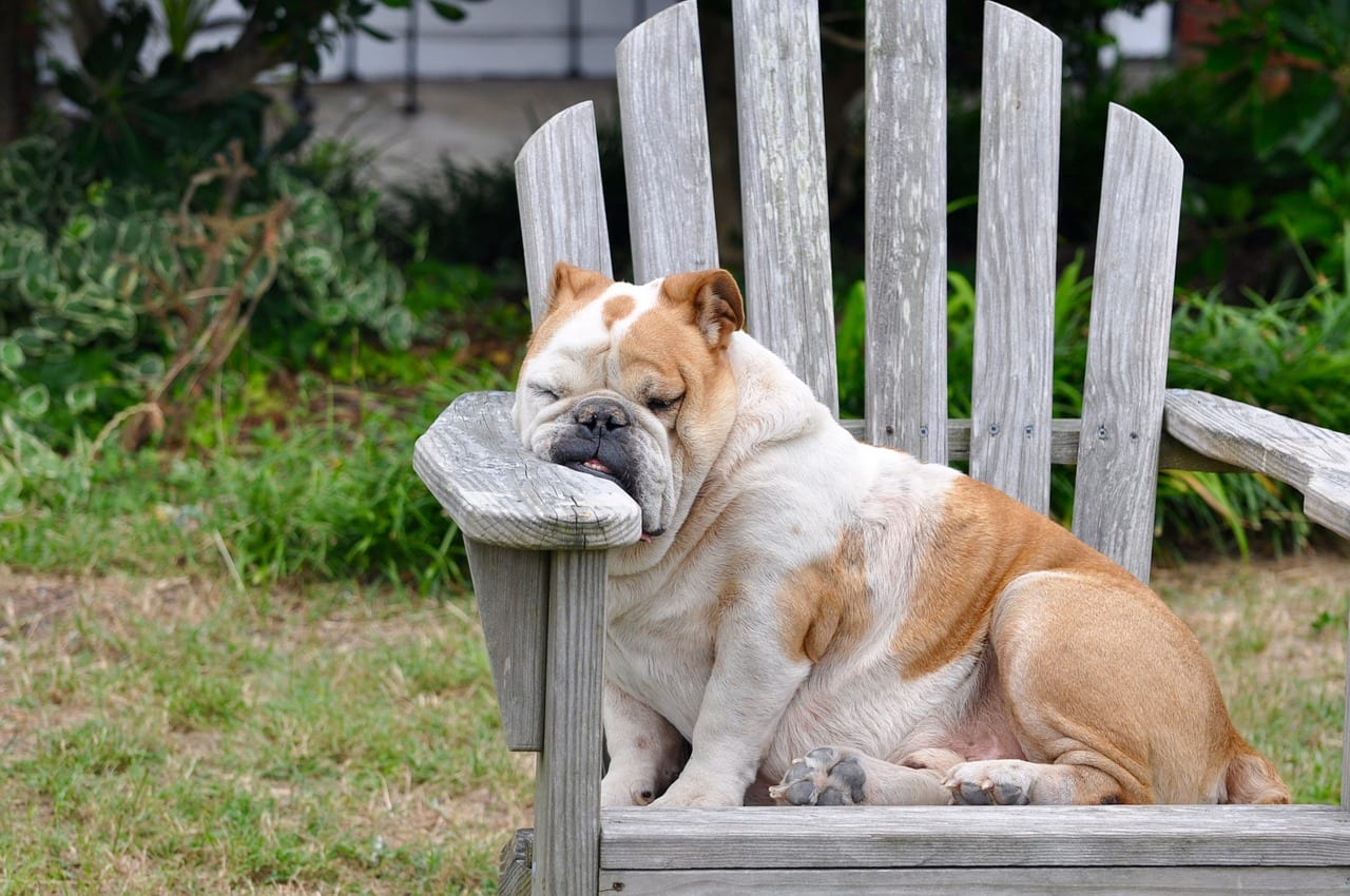 cane dorme in piedi