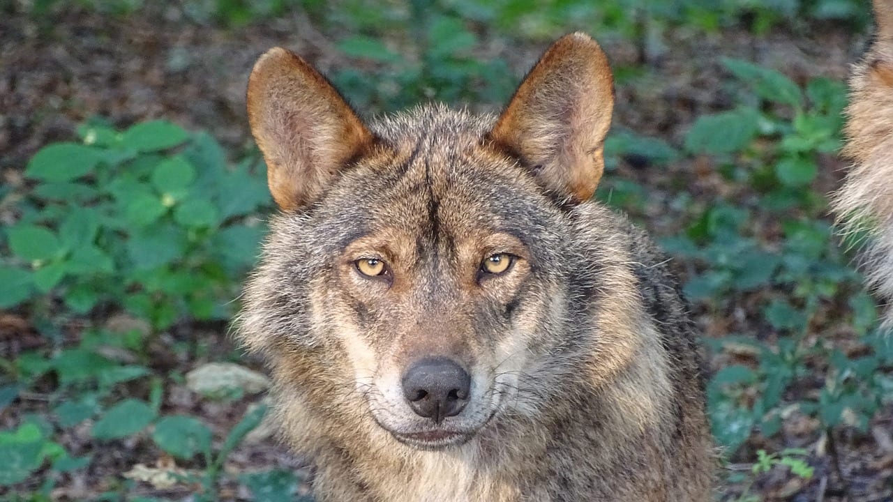 cane-ferito-lupo