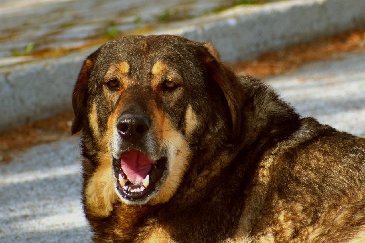 cane malattie bocca