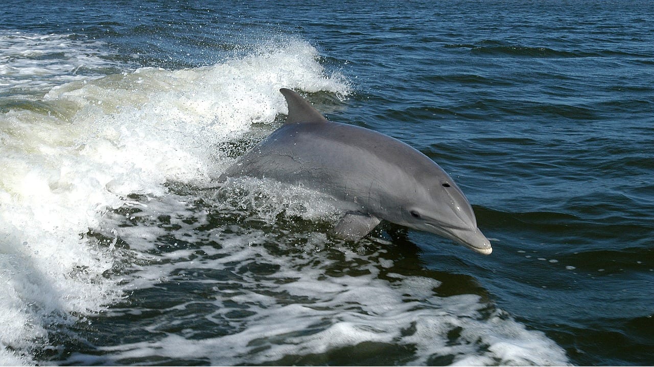 delfini udito