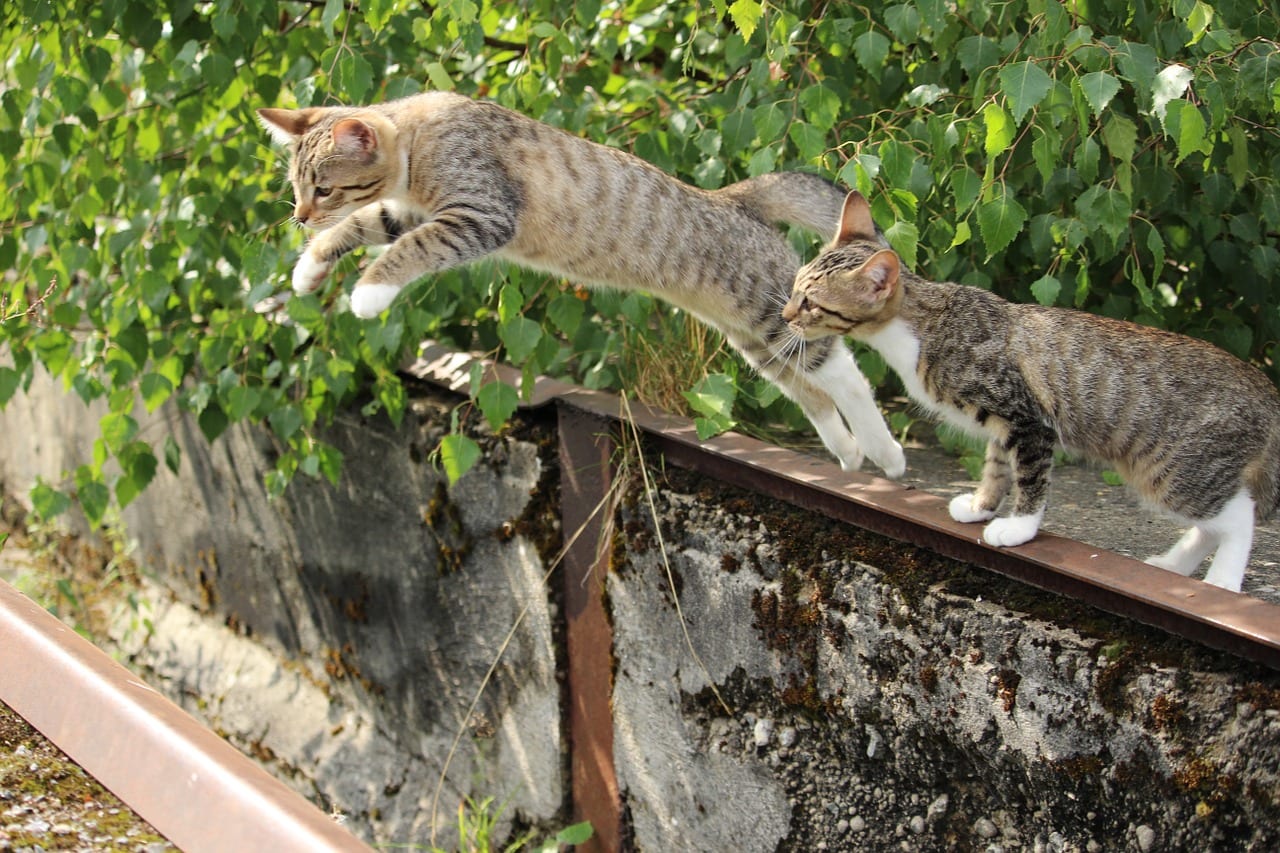 gatti cadono in piedi