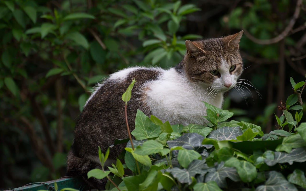 gatti piante tossiche