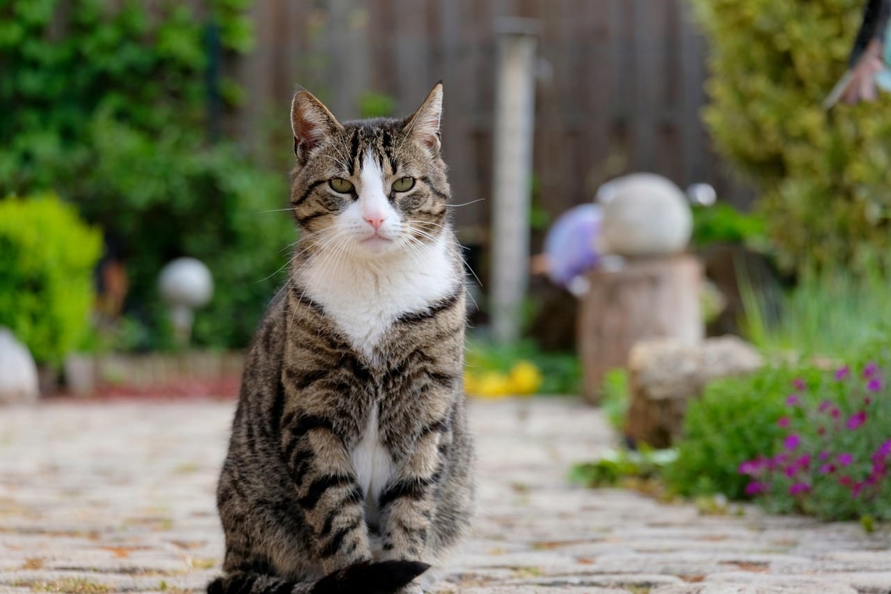gatto addestramento