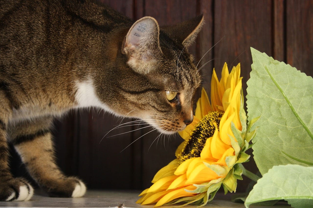 gatto allergia polline