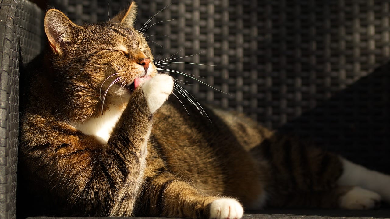 gatto boli pelo