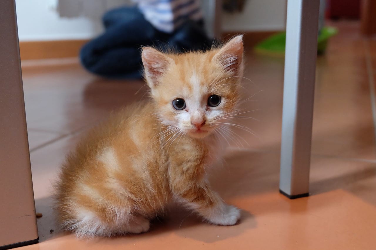 gatto cucciolo malattie
