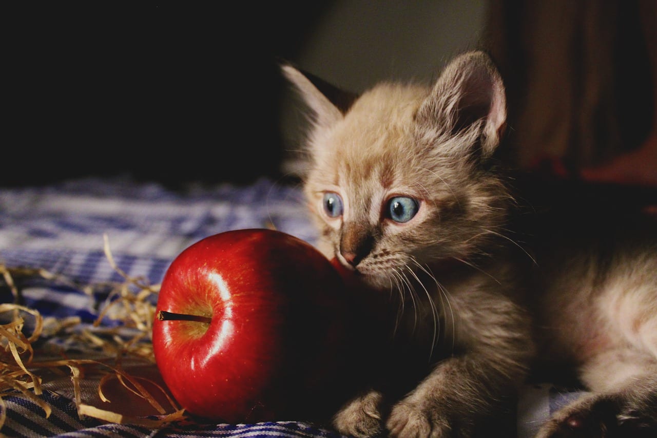 gatto frutta tossica