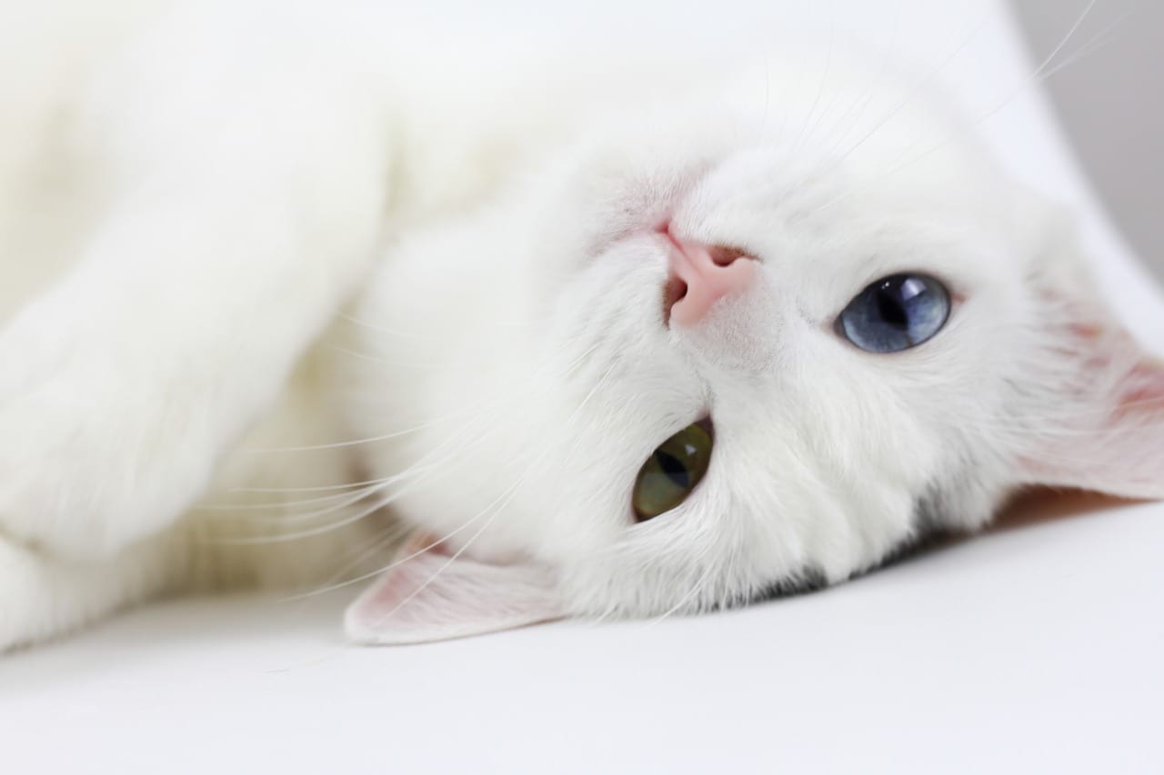 gatto occhi diversi