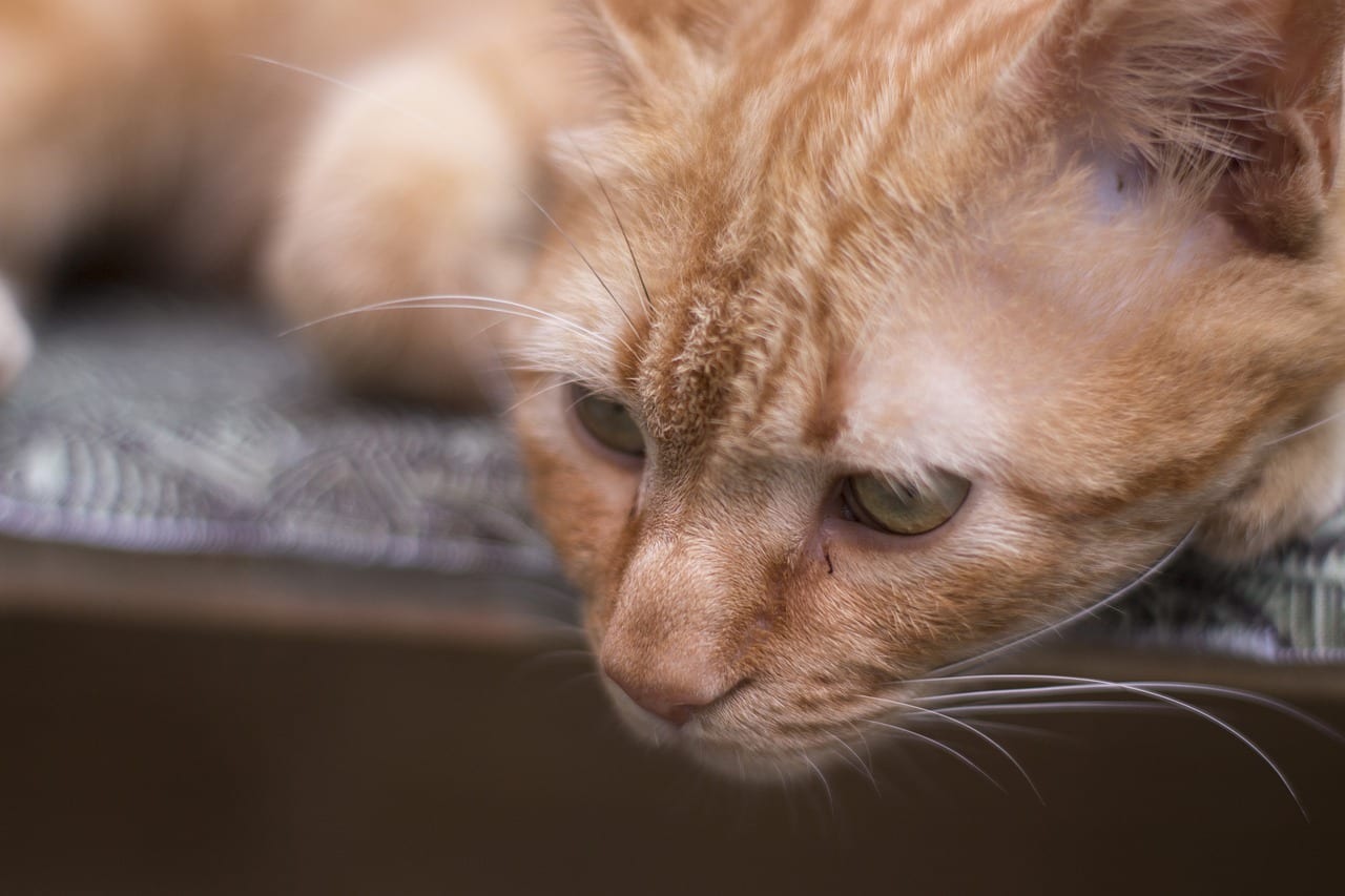 gatto senza pelo