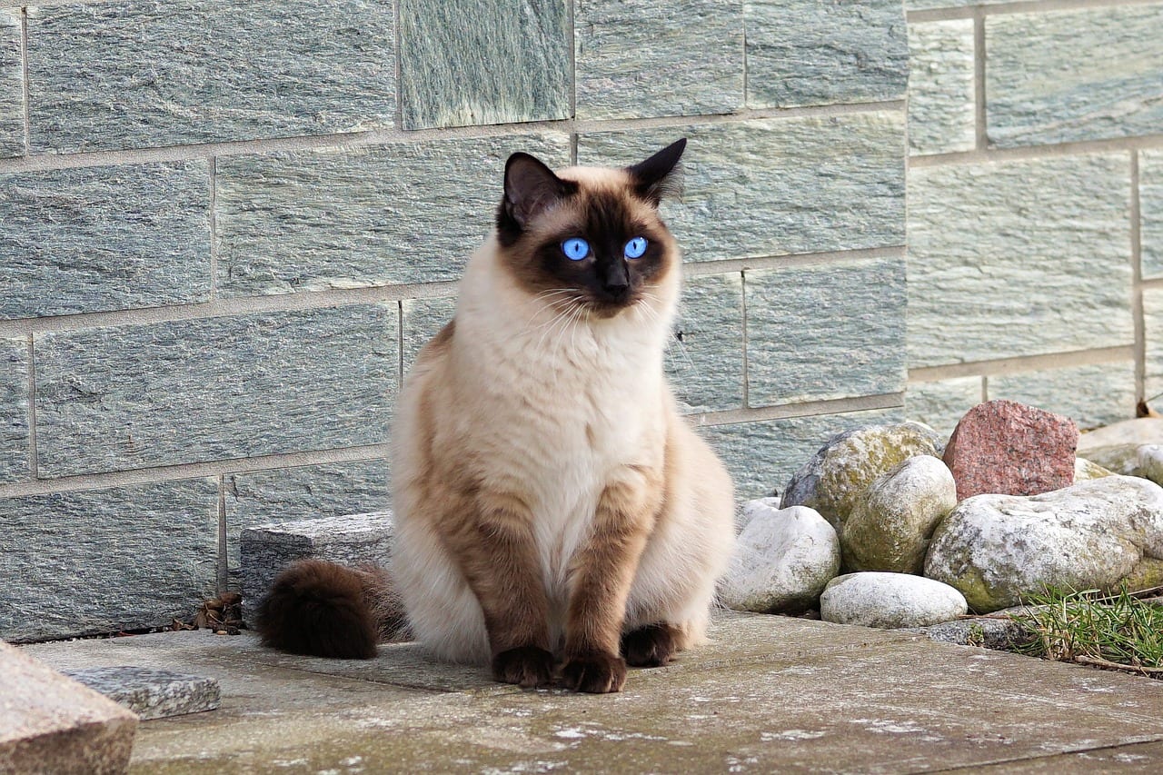 gatto siamese muso scuro