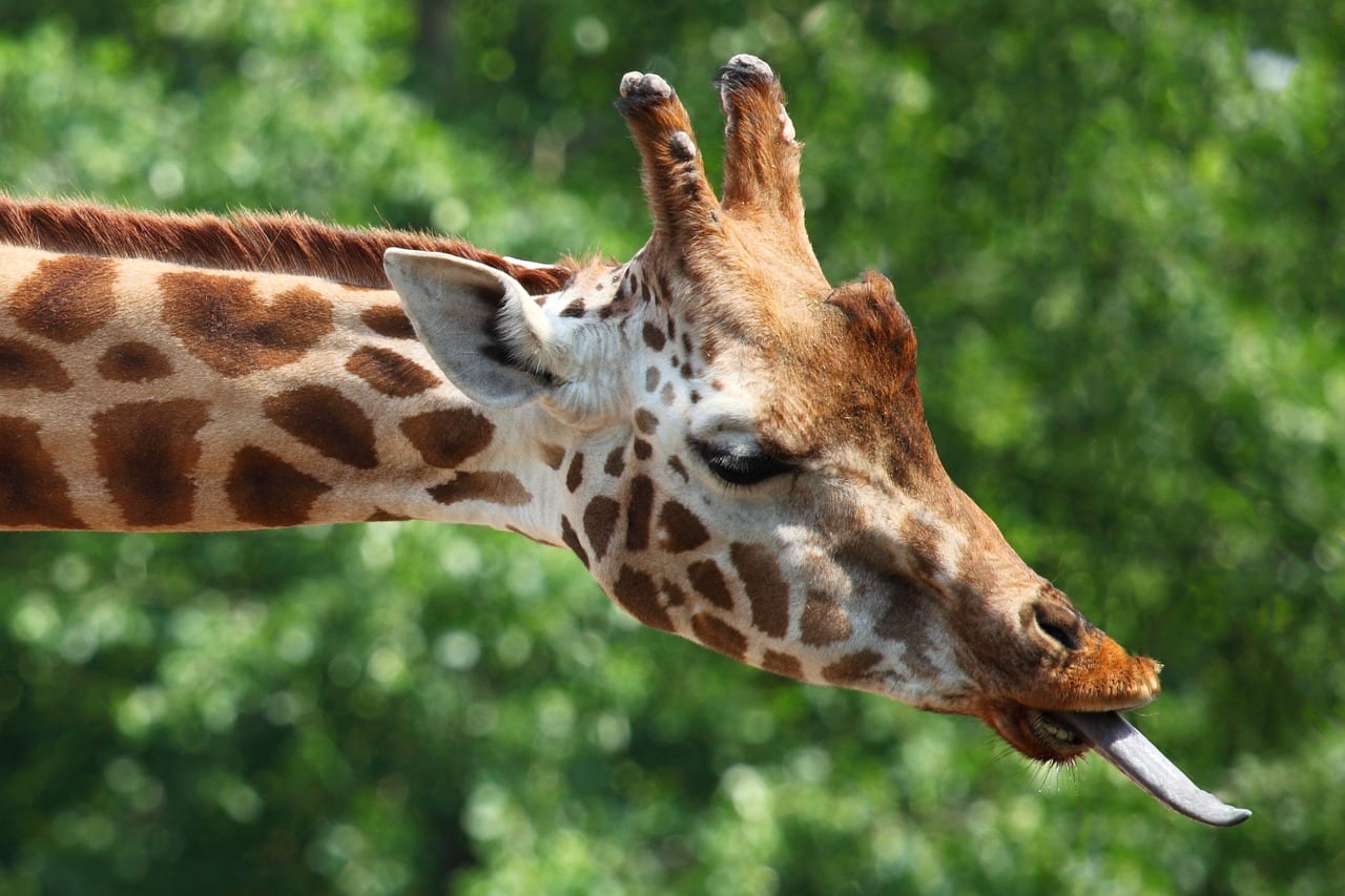 giraffe lingua blu