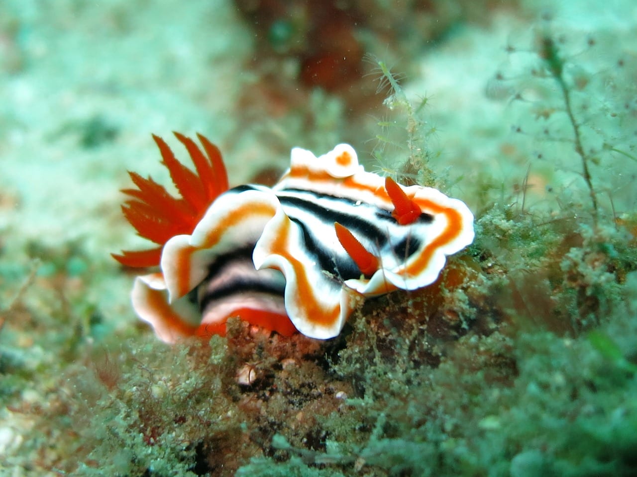 lumaca di mare Elysia Marginata