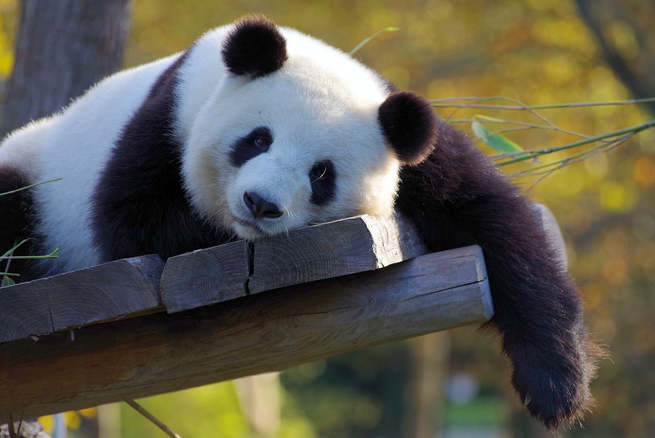panda macchie nere