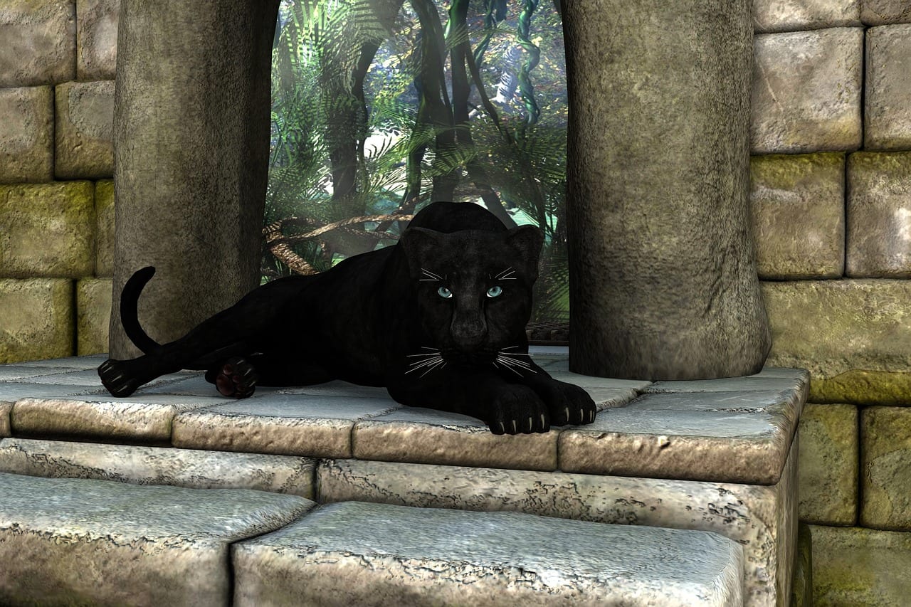 pantera nera