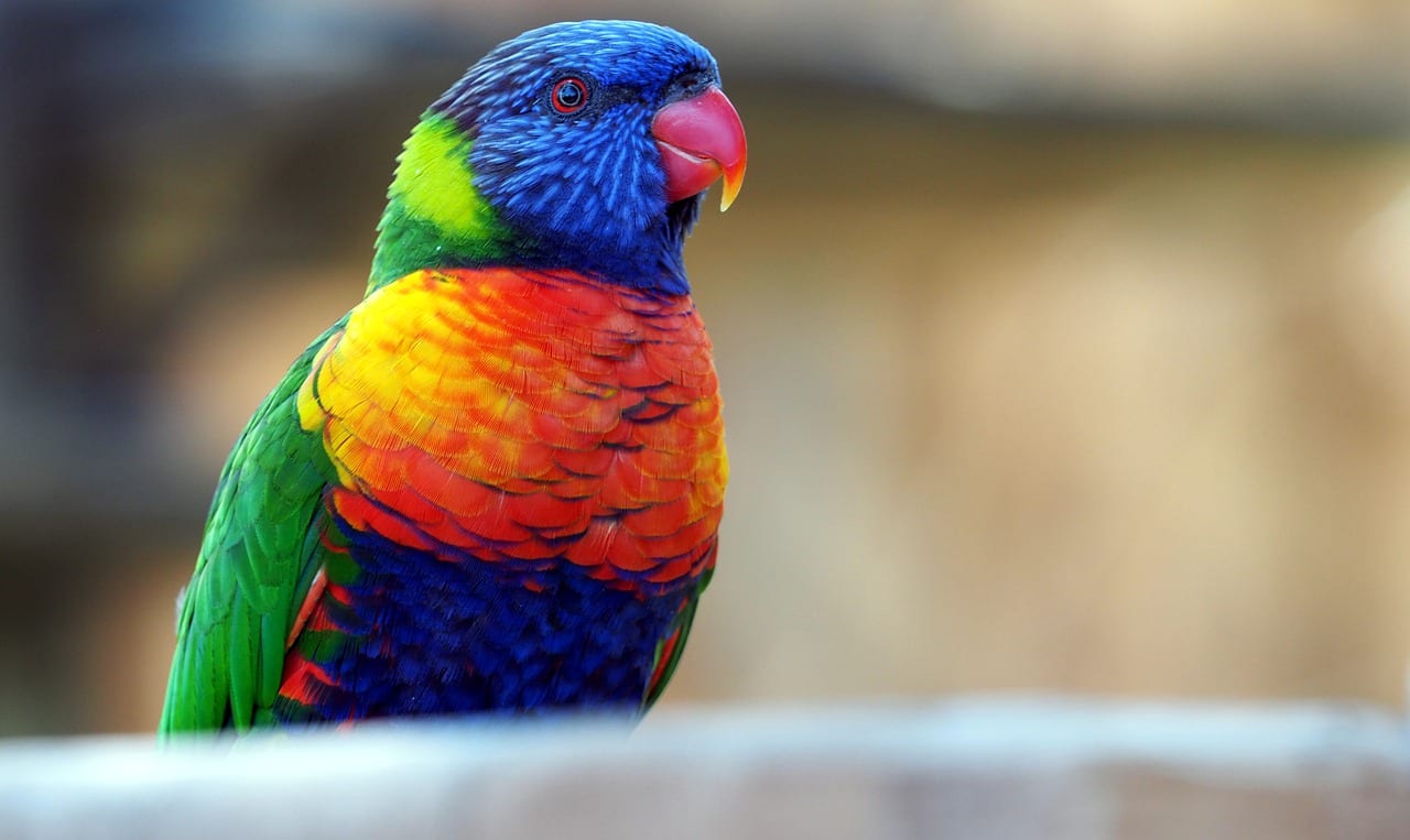 pappagallo Lori Arcobaleno