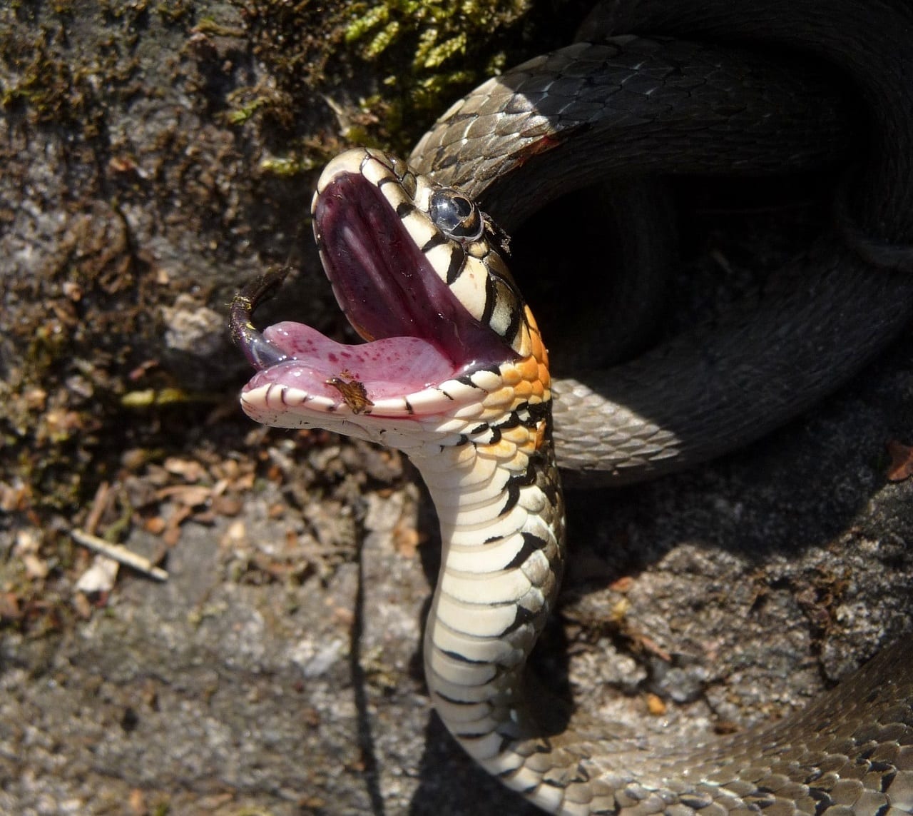 serpenti sbadigliano