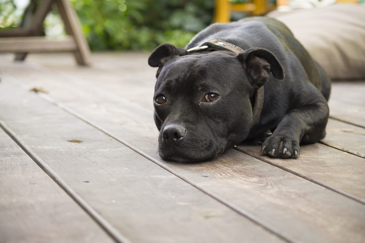 vermi nel cane
