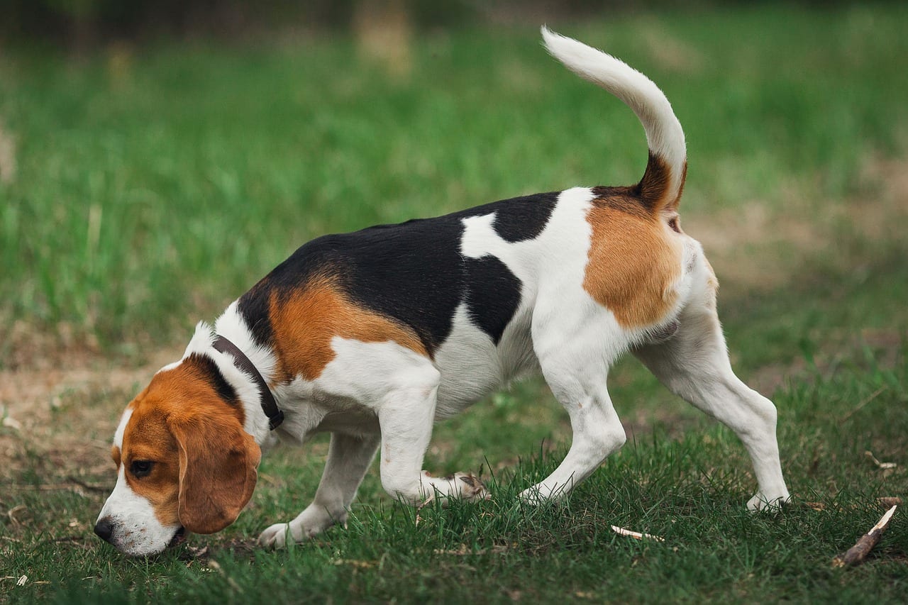 Beagle cura pelo