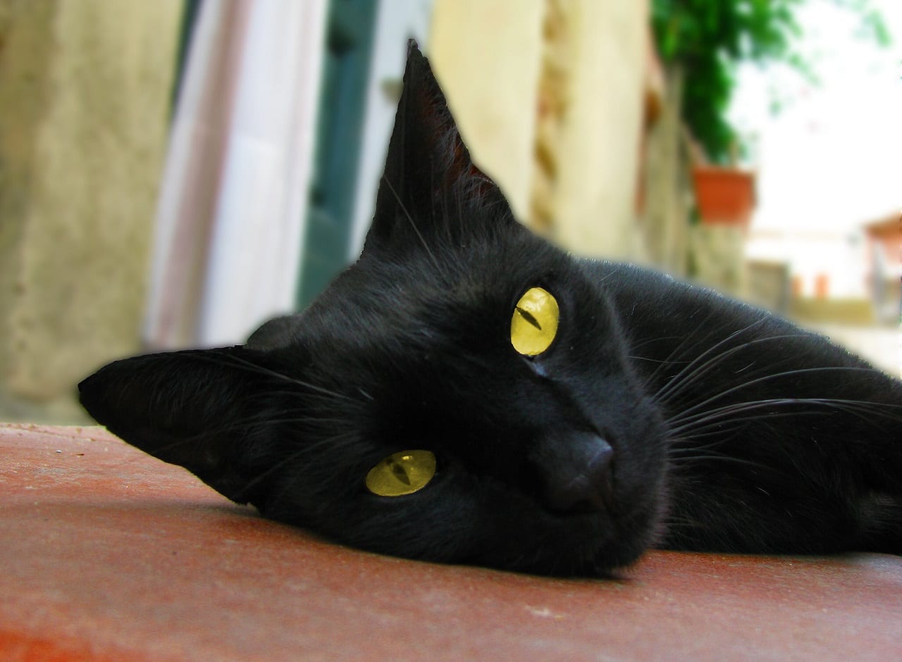 Gatto Bombay