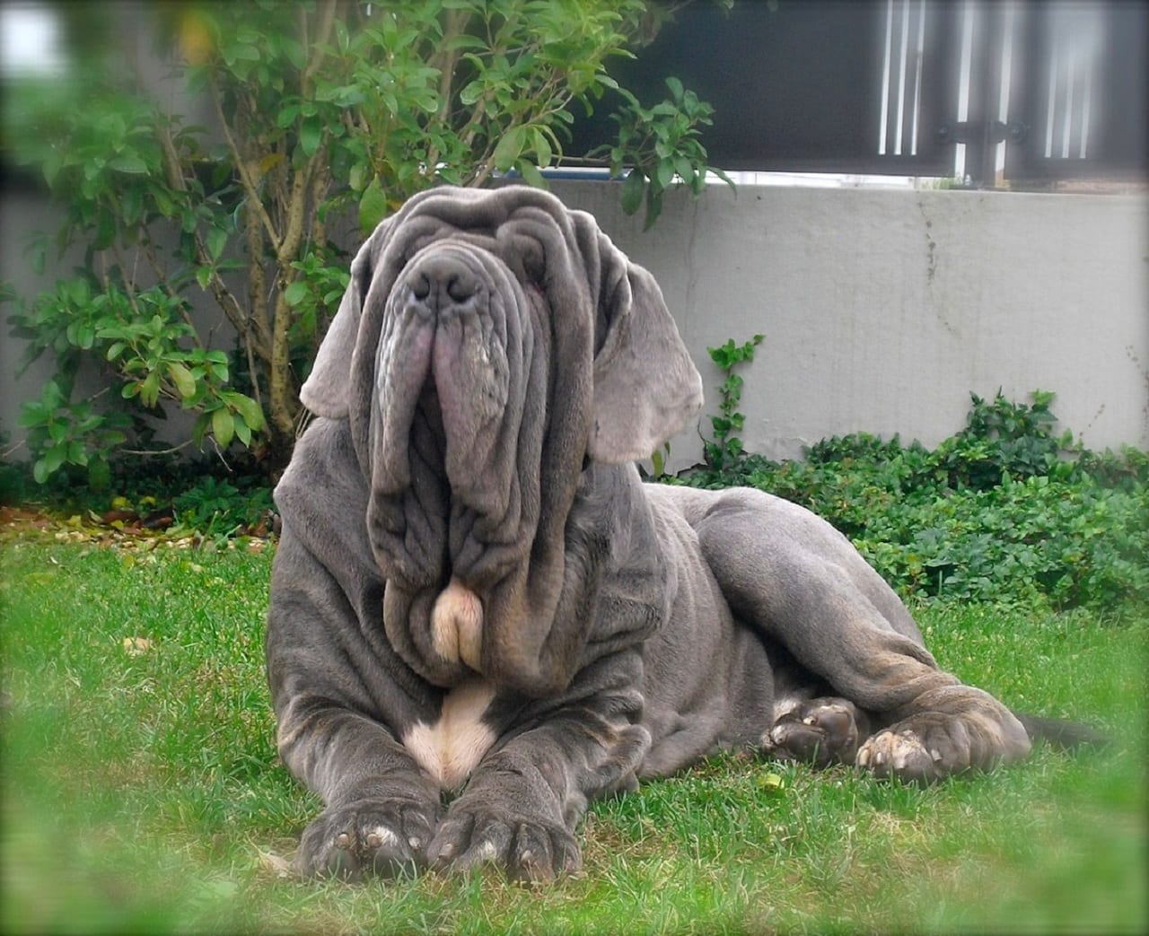 Mastino Napoletano