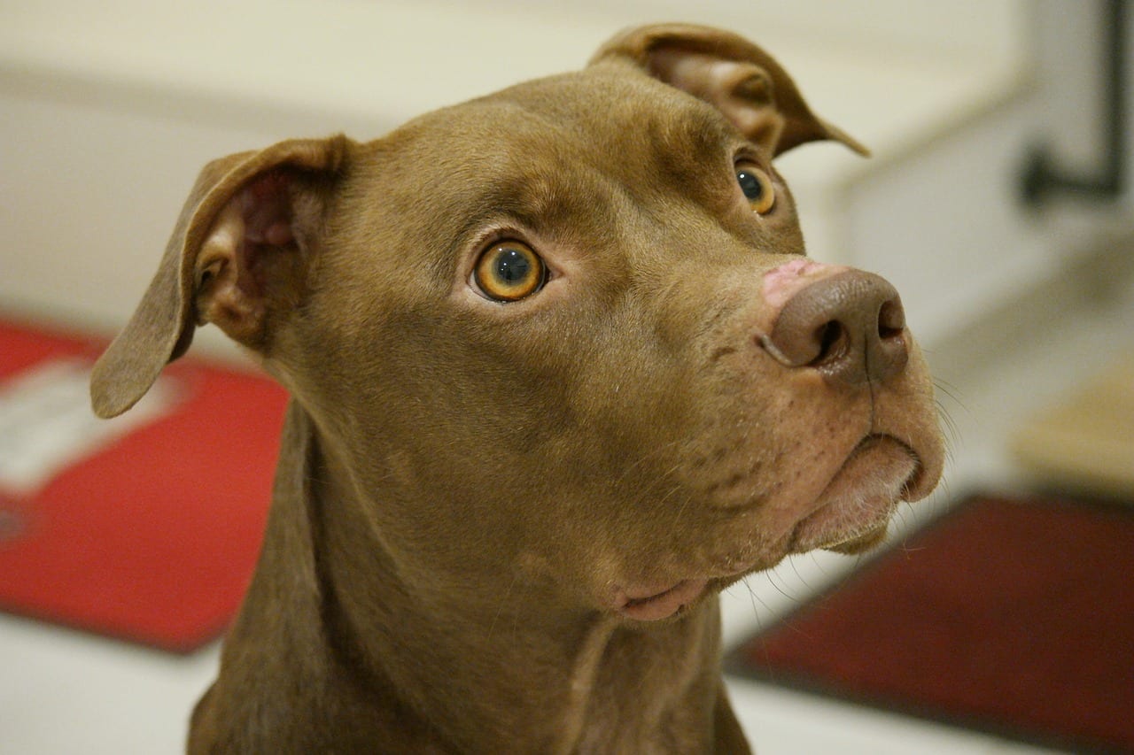cane abbandonato Pitbull