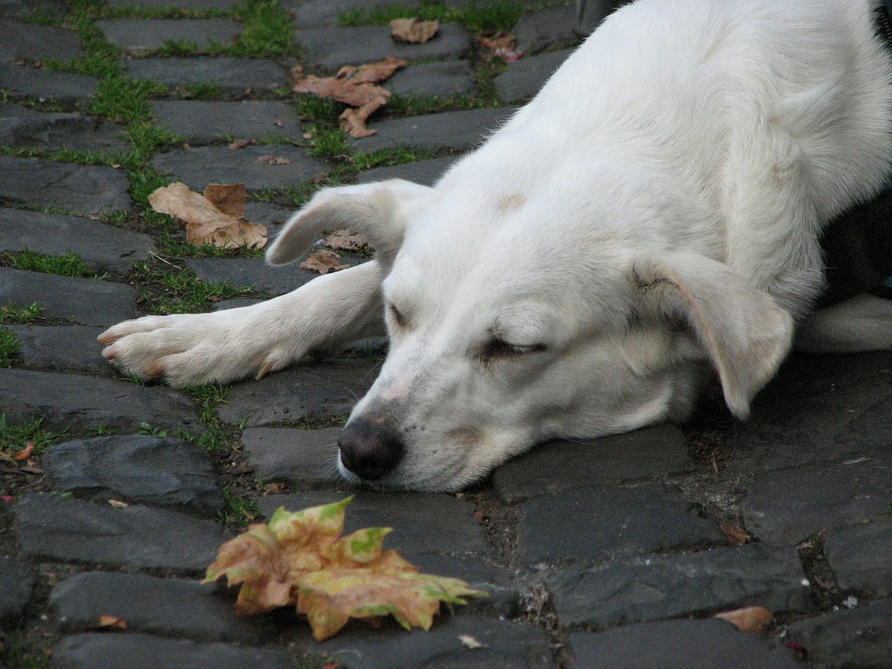 cane paralizzato torna a camminare