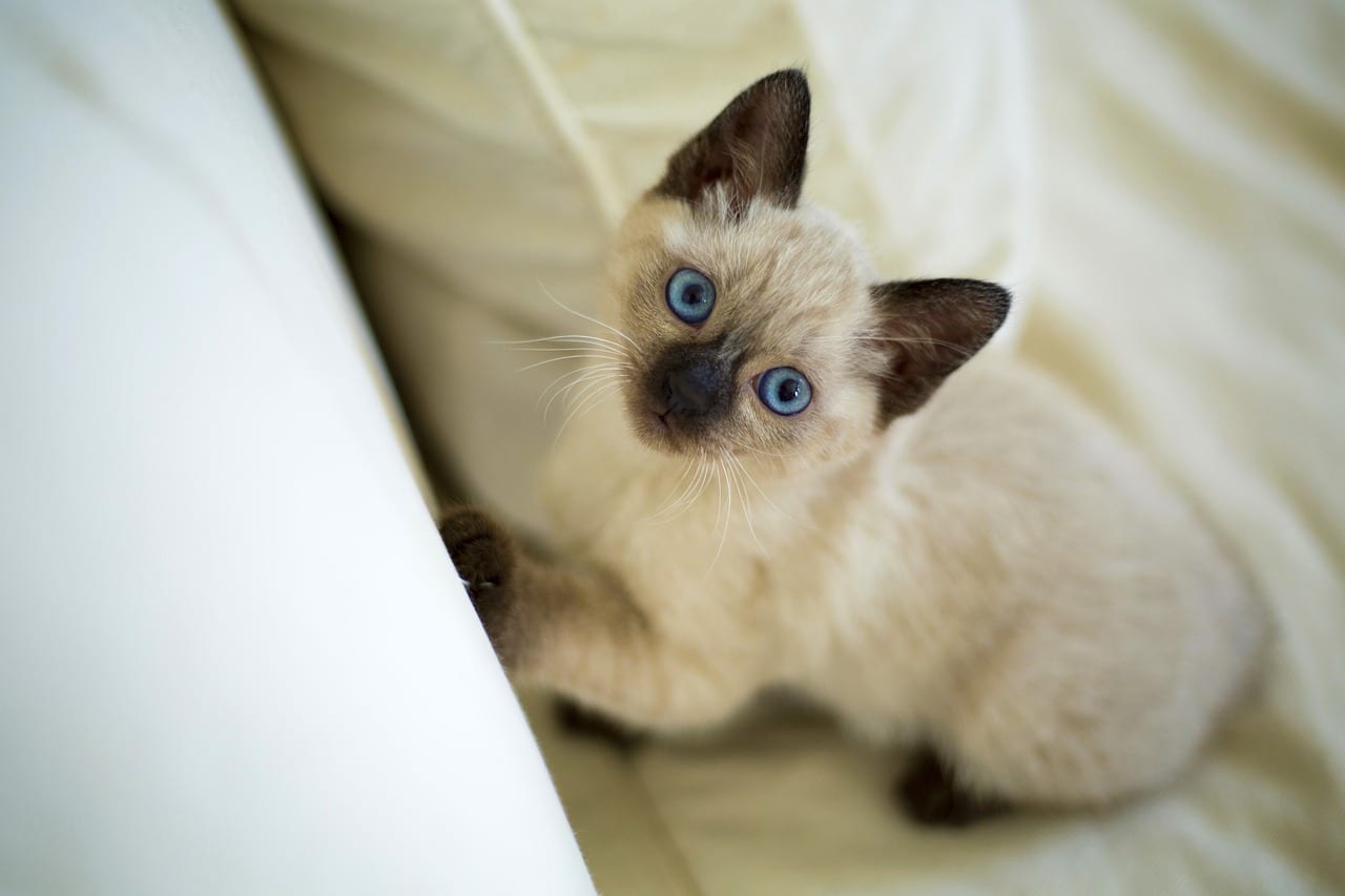 gatto Thai