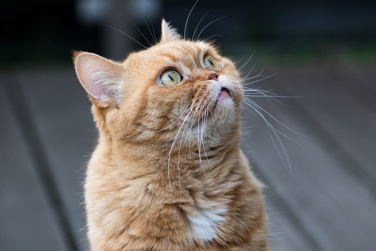 gatto adulto lettiera