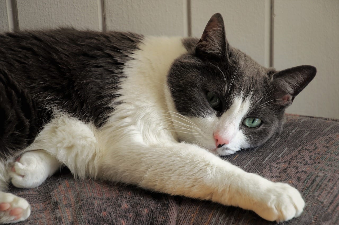 gatto artrosi