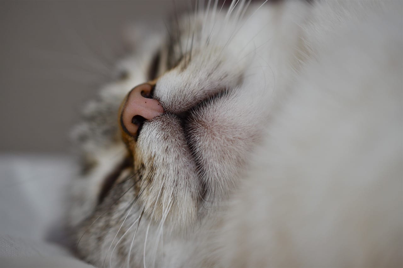 gatto naso colore