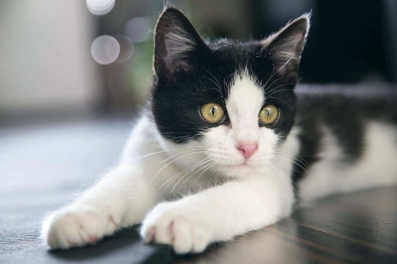 gatto paralizzato cammina