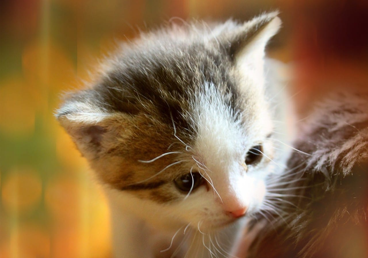 gatto pelle ossa trasformato