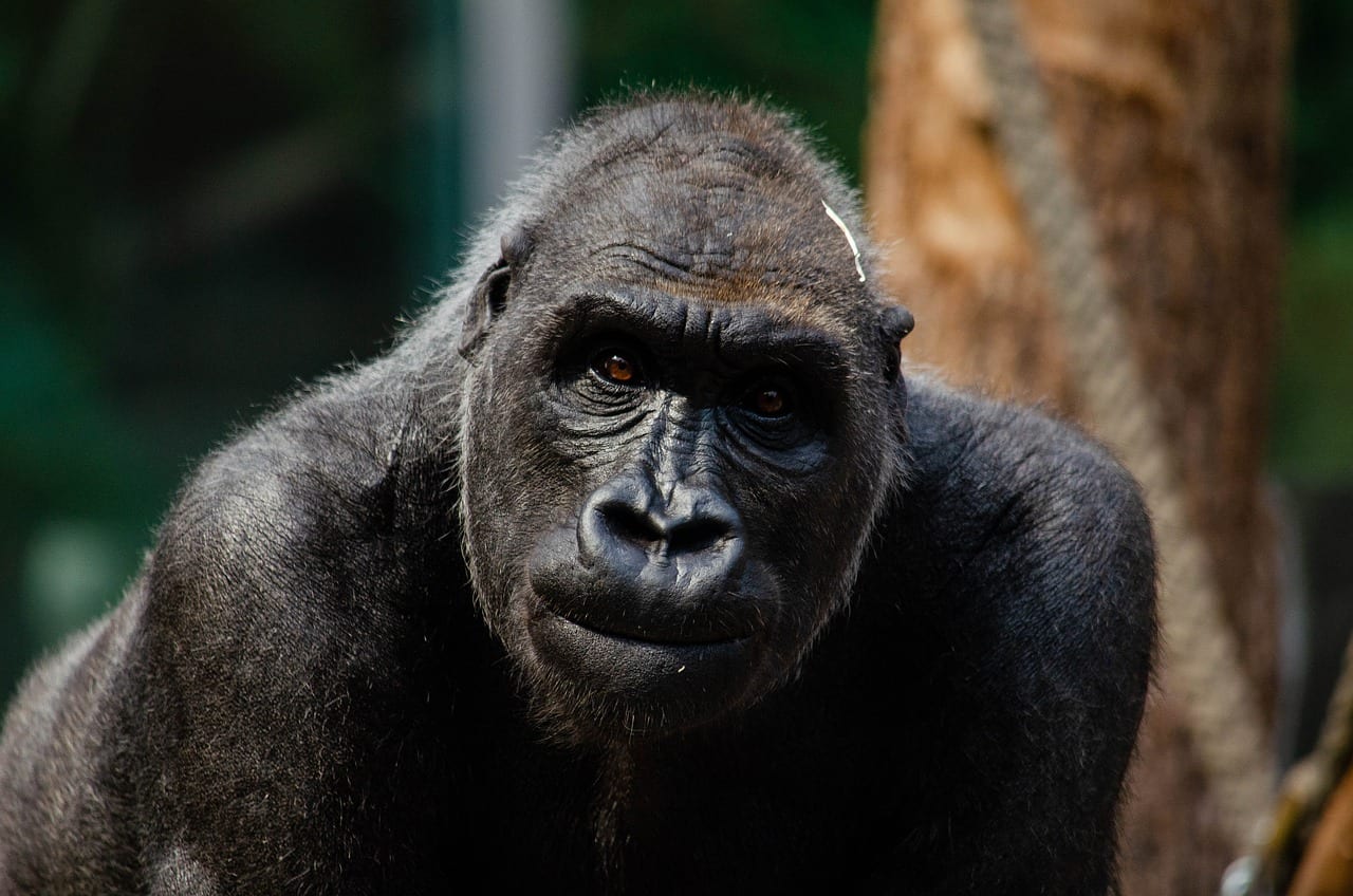 gorilla scimmia gigante