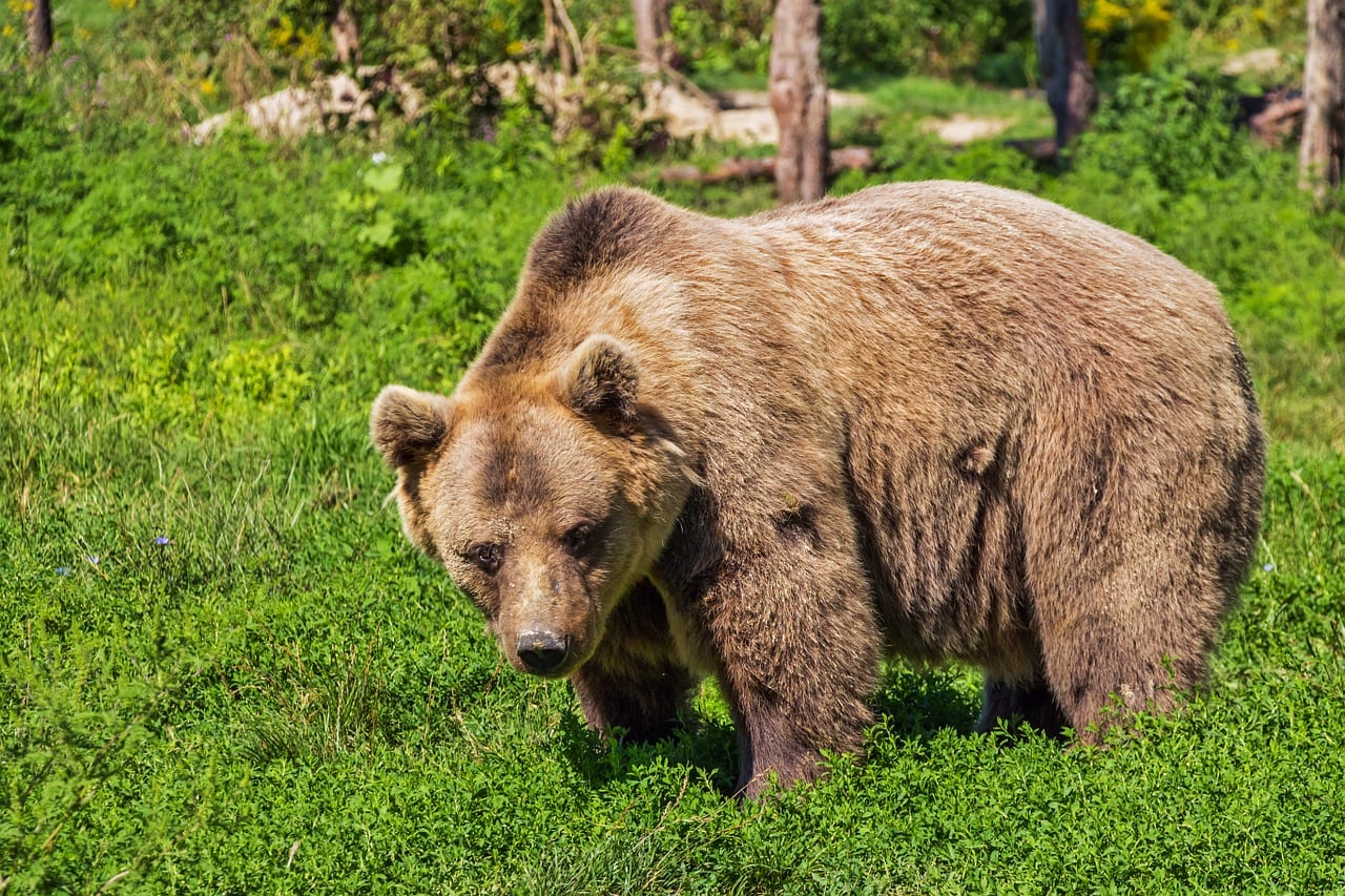 orso letargo