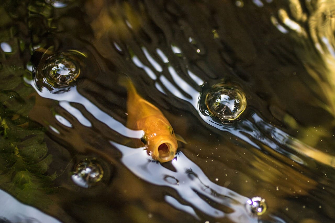 pesce fa bolle