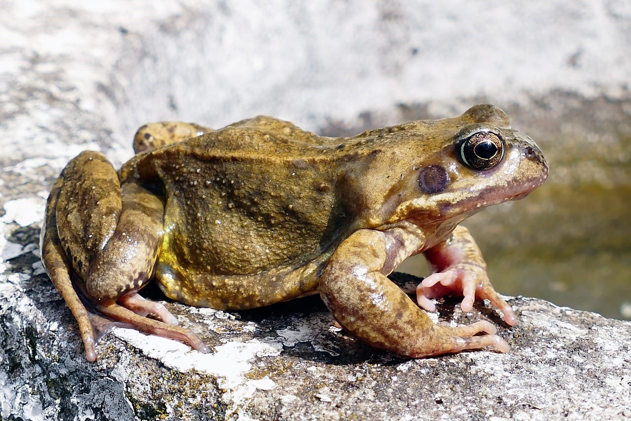 rana animale domestico