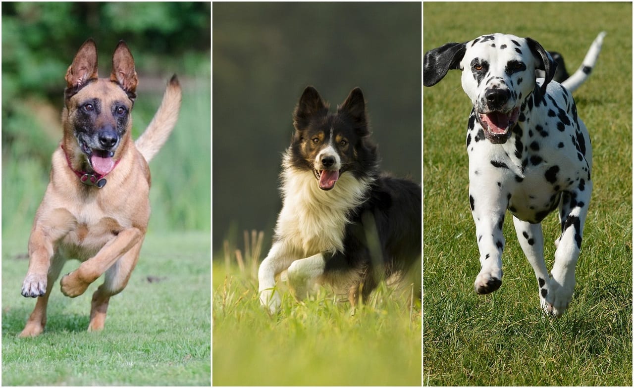 razze cani sport