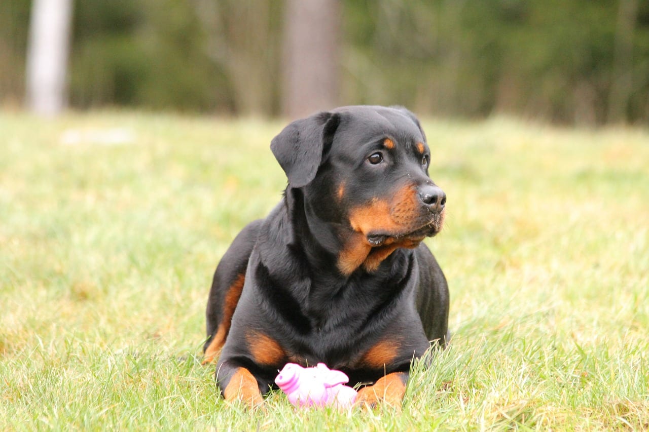 rottweiler addestramento