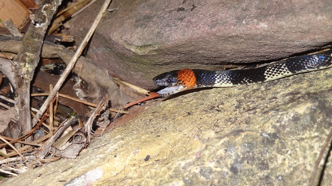 serpente corallo velenoso