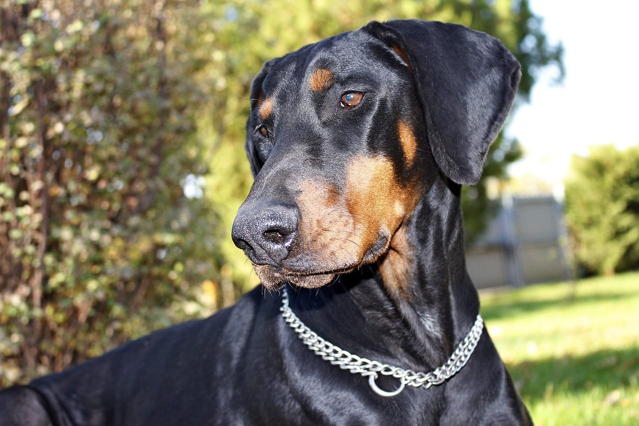 Dobermann addestramento