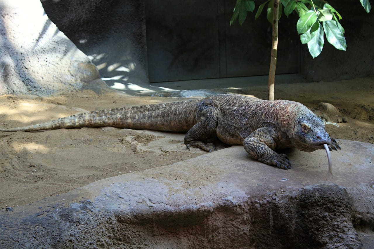 Drago Komodo