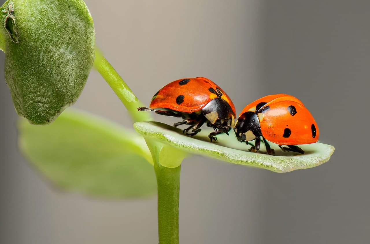 allevare coccinelle in casa