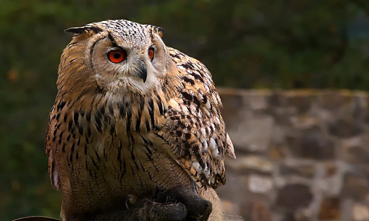 allevare gufo animale domestico