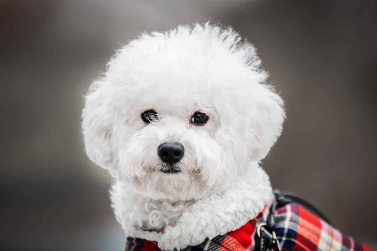bichon frisé