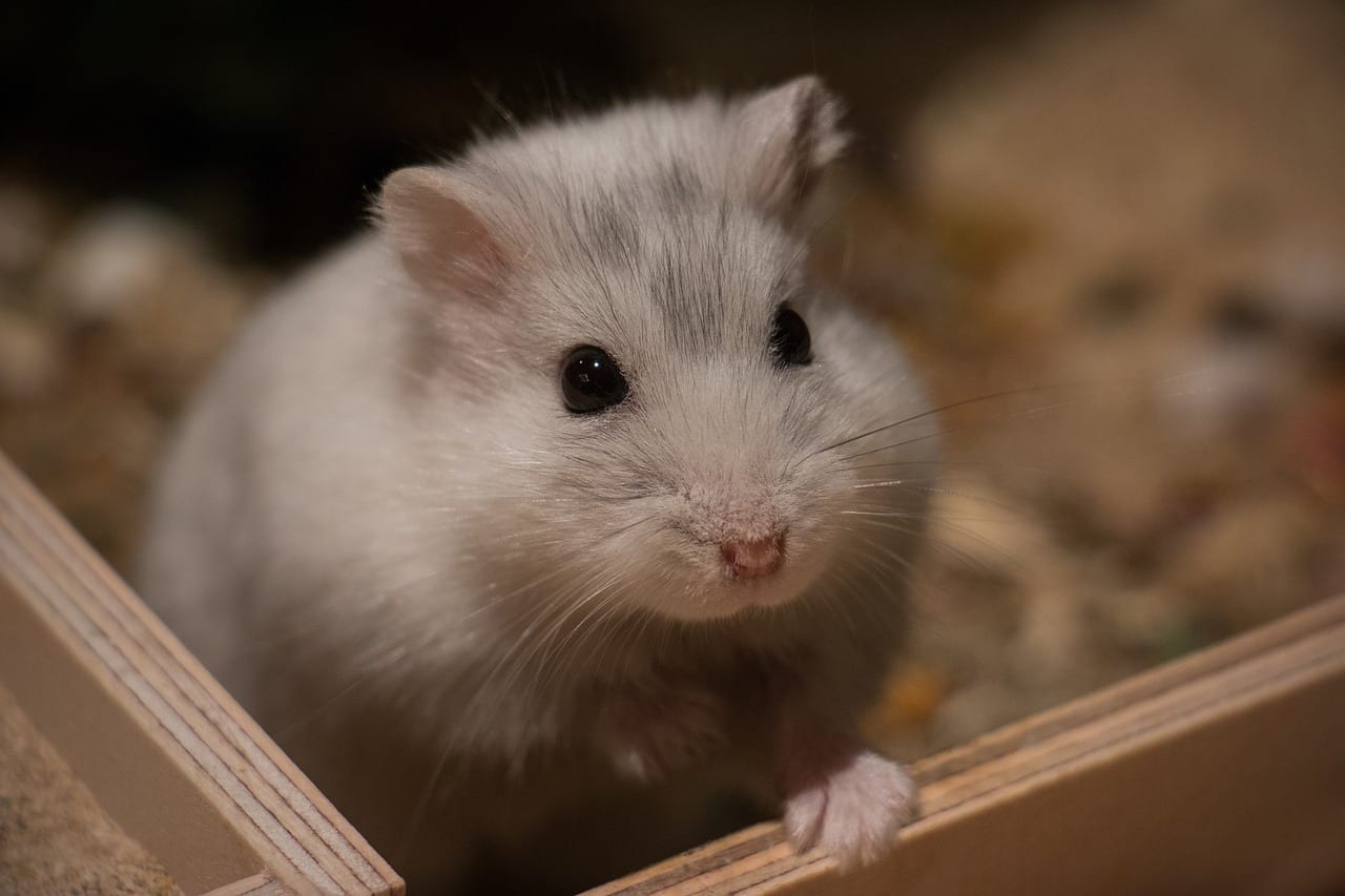 criceti infezioni malattie comuni
