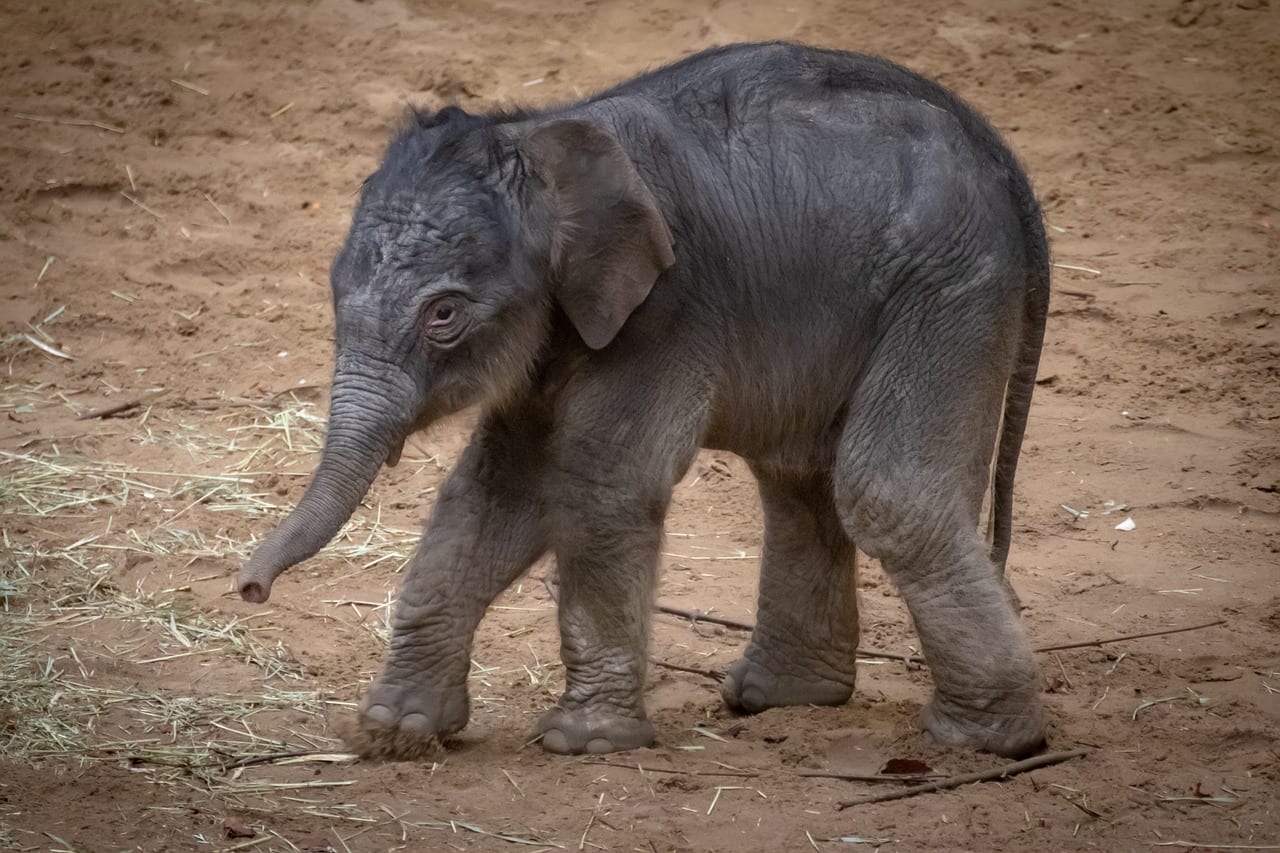 elefante ritrova mamma grazie DNA