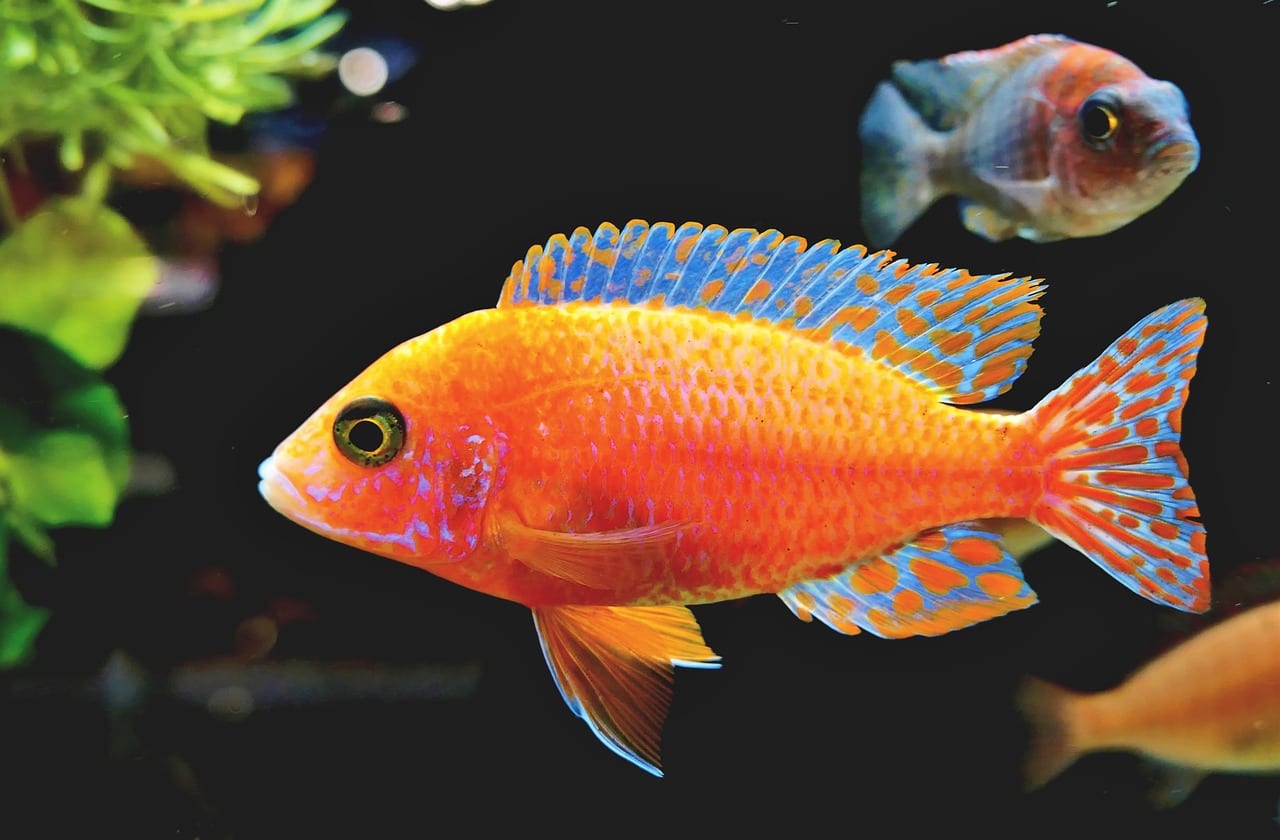 funghi pesci acquario