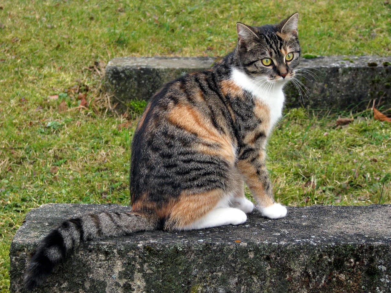 gatto coda da stallone