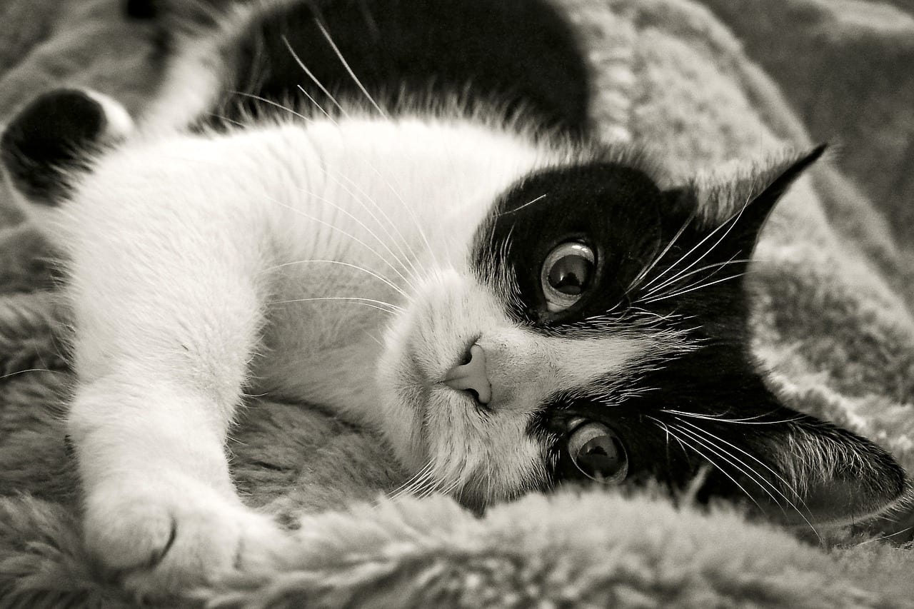 gatto eroe scopre tumore