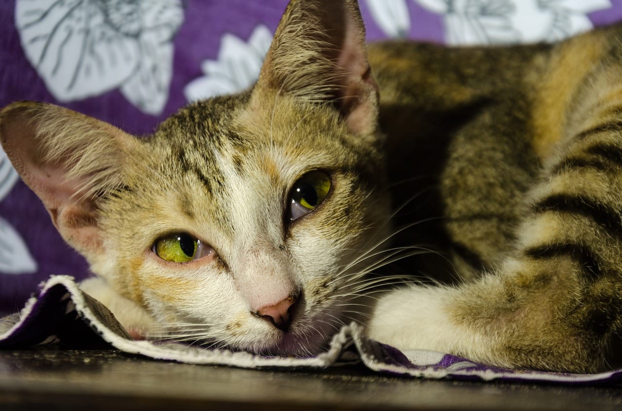 gatto malattie neurologiche